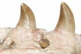 Mosasaur Jaw with Twelve Teeth - Morocco #225341-9